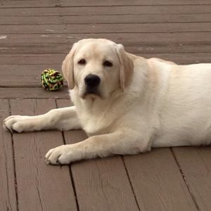 Meet your Posher, Dee